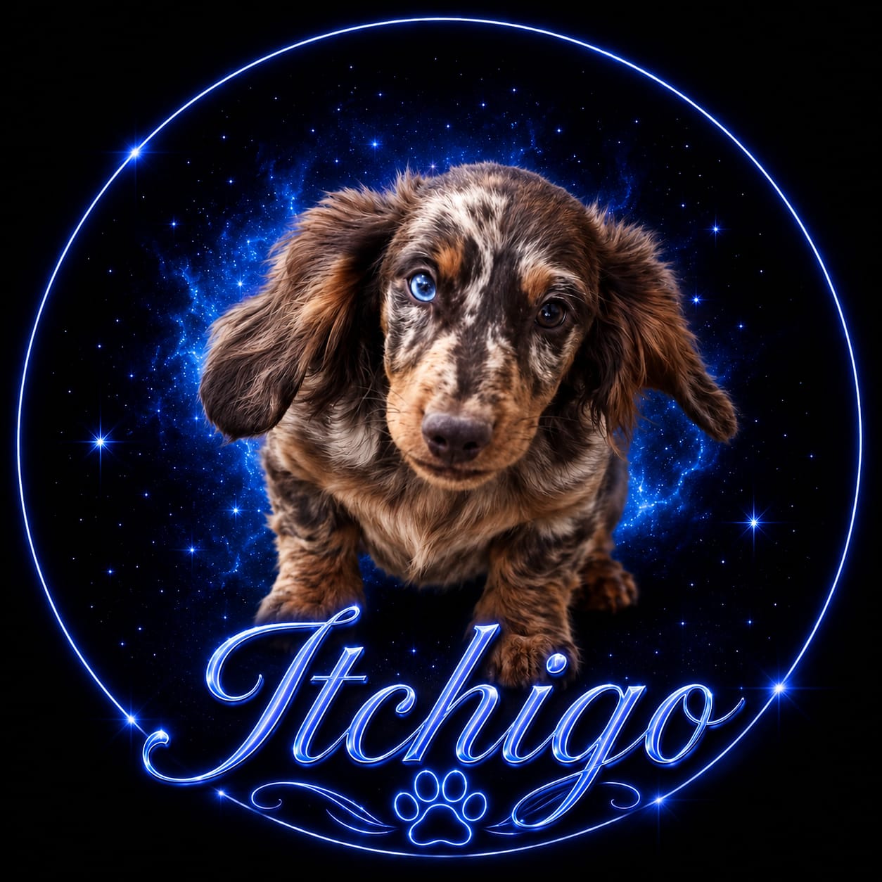 Dog 8