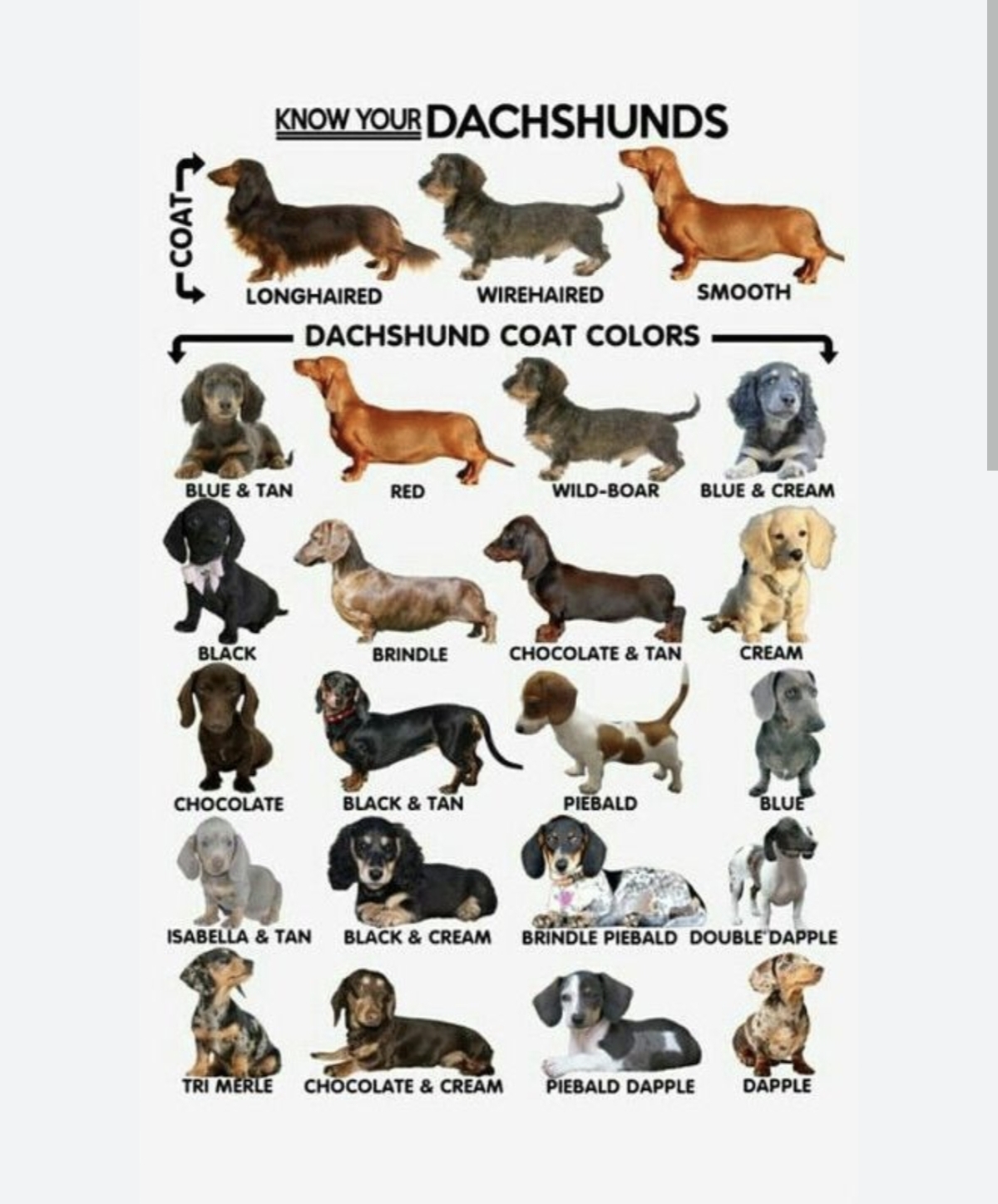 Know Your Dachshunds coat types and colours