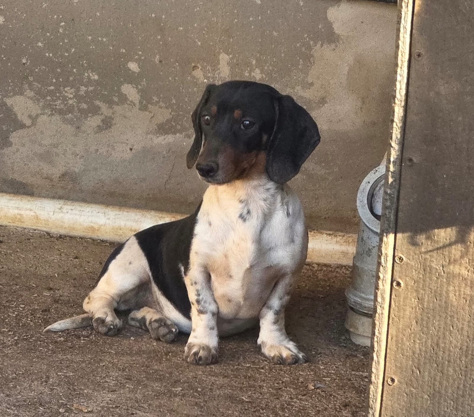 Piebald Dachshund