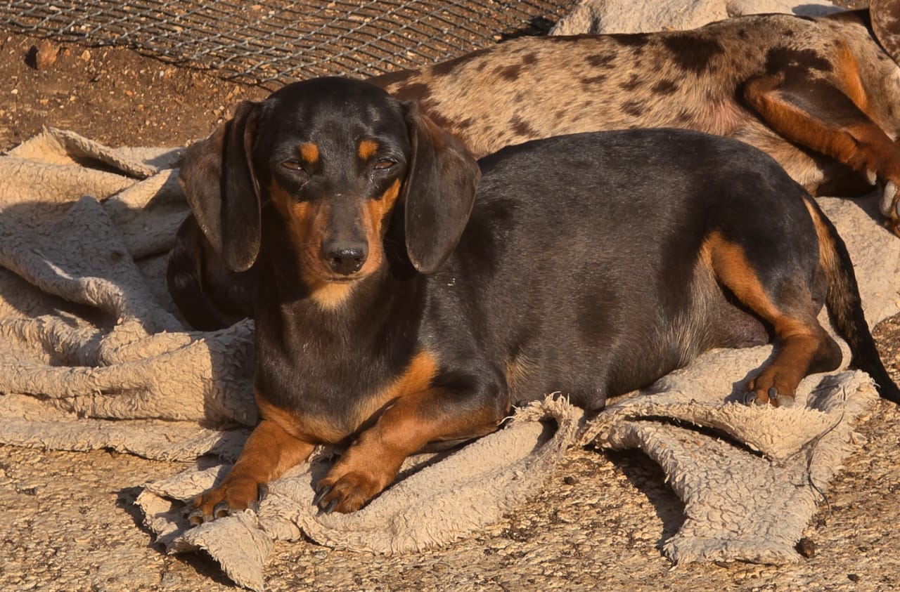 Black and Tan Dachshund