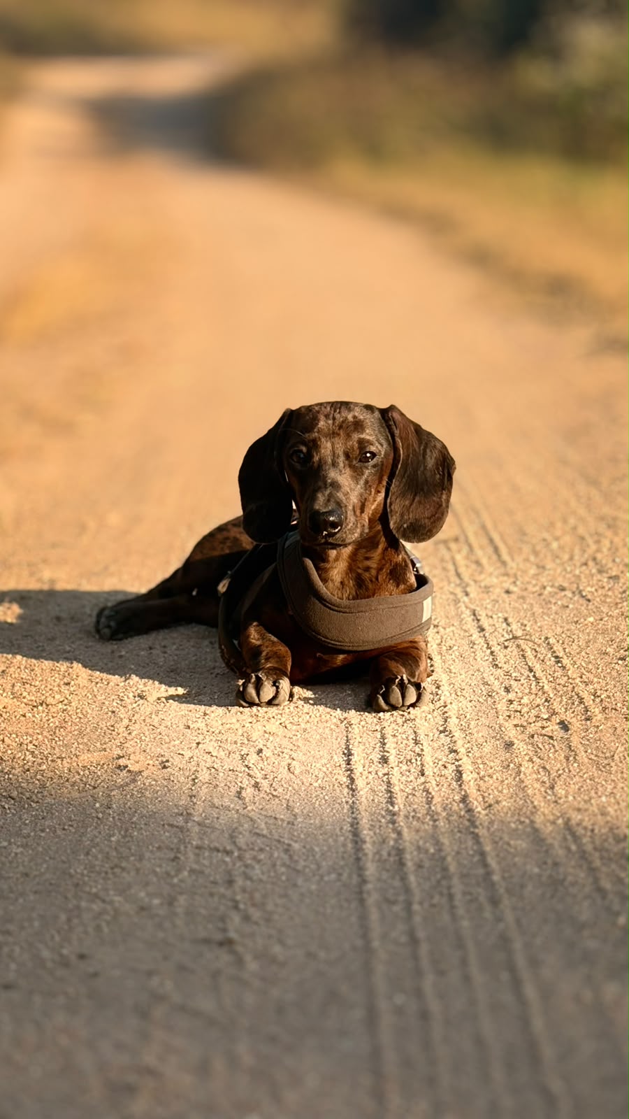 Brindle Dachshund