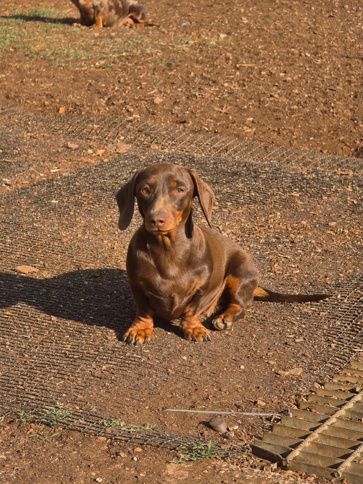 Chocolate and Tan Dachshund