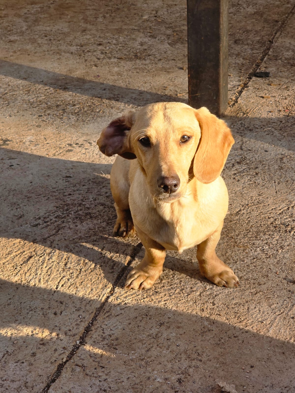 Cream Dachshund