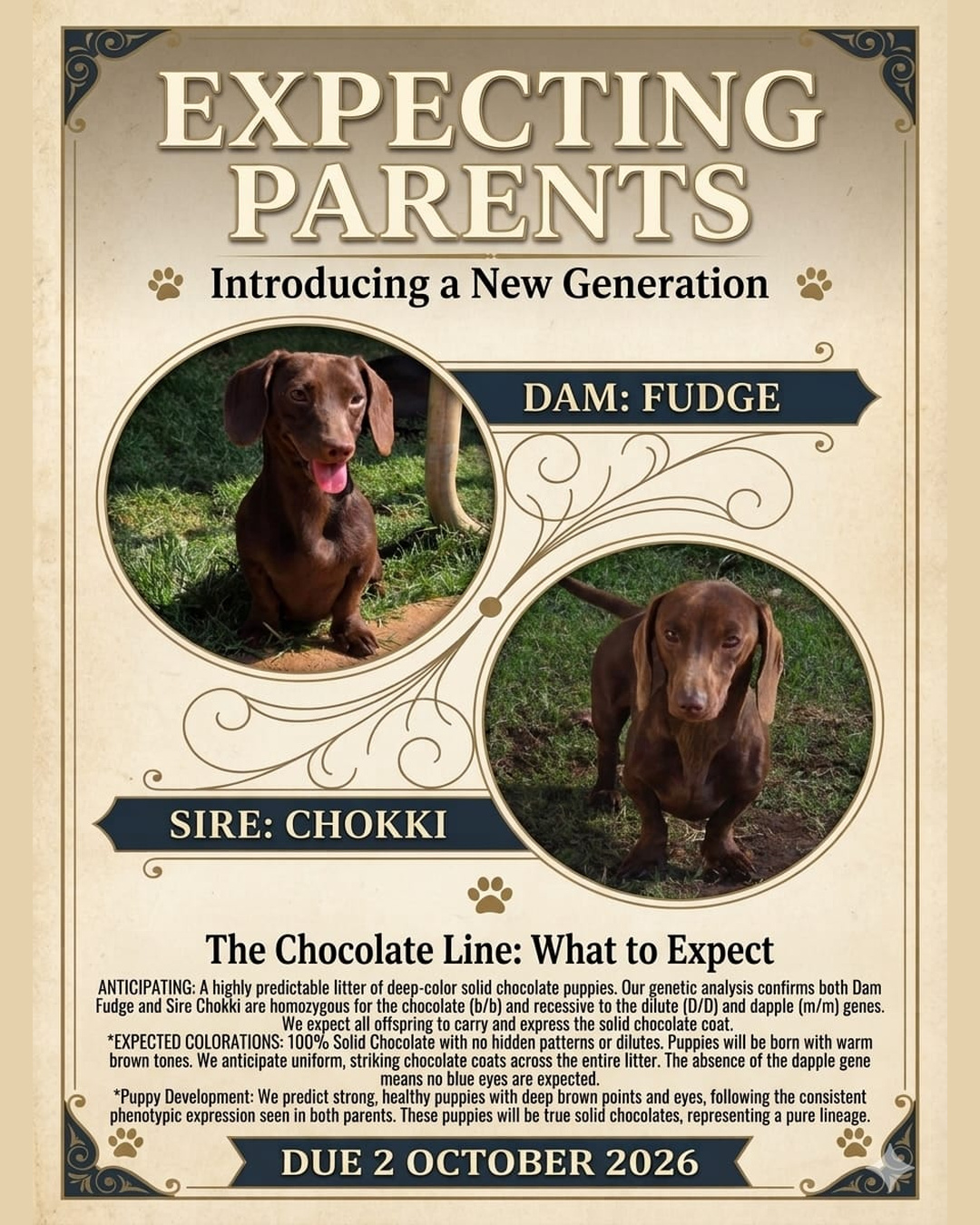 Fudge & Chokki expecting parents — due 2 October 2026