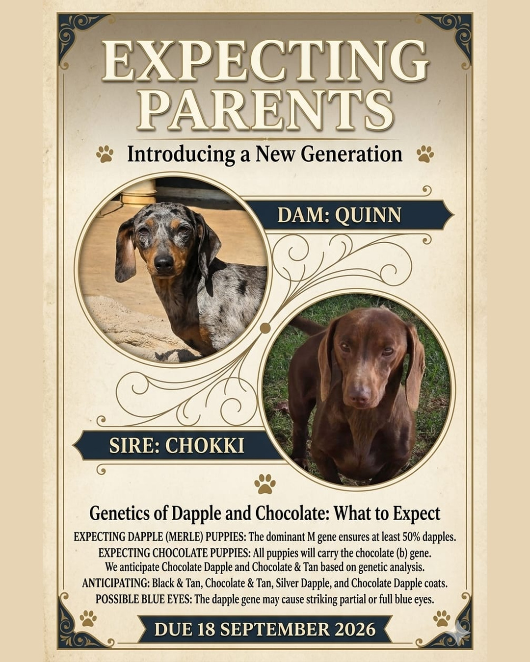 Quinn & Chokki expecting parents — due 18 September 2026