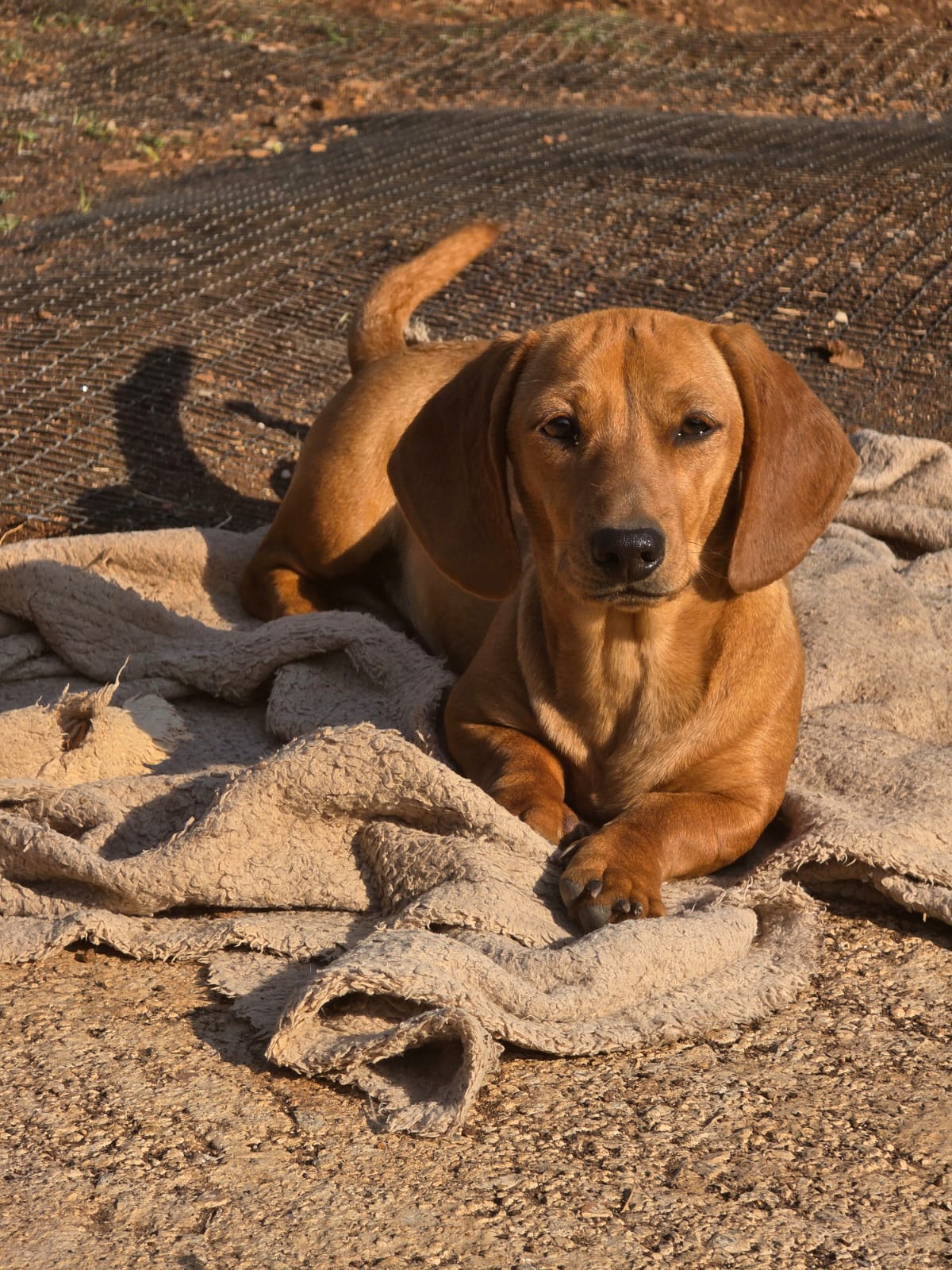 Red Dachshund