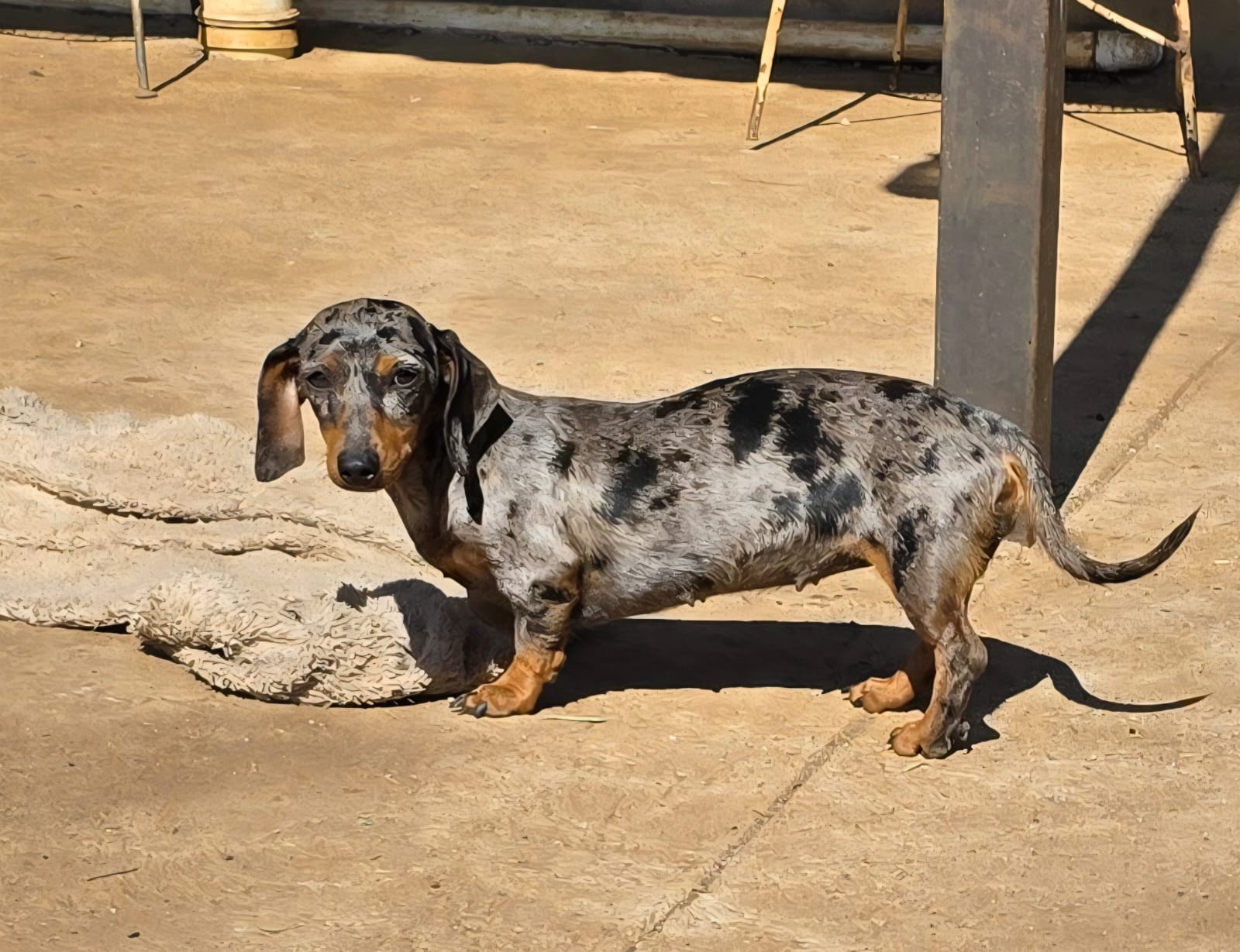 Dapple Dachshund