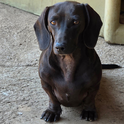 Solid Black Dachshund