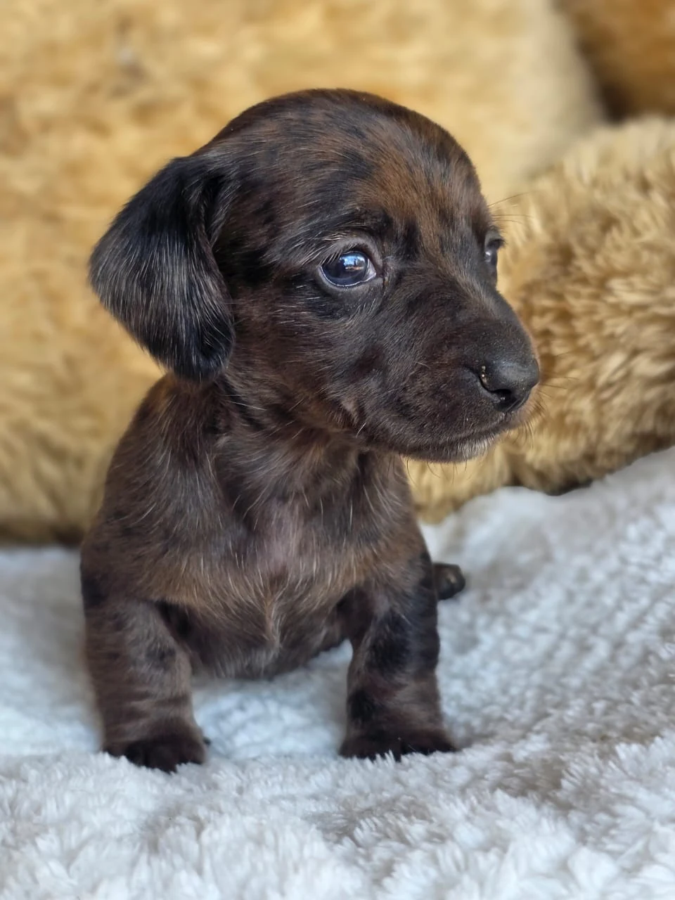 Brindle Dapple previous puppy