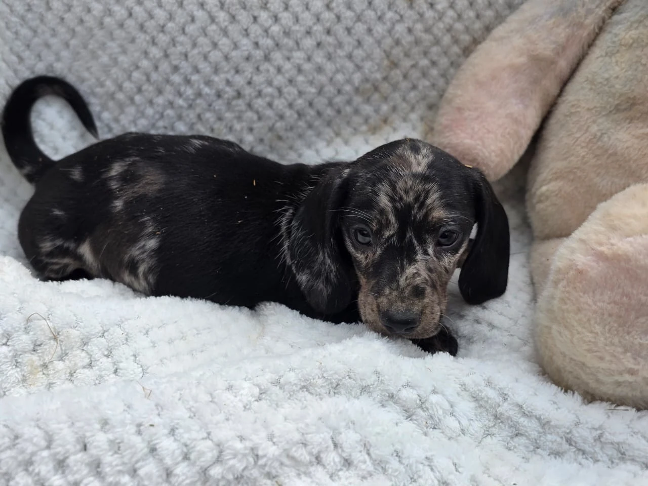 Silver Dapple previous puppy