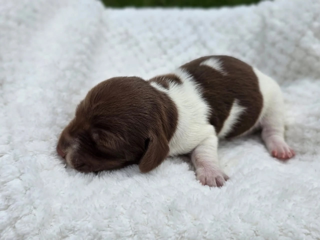 Chocolate Piebald previous puppy
