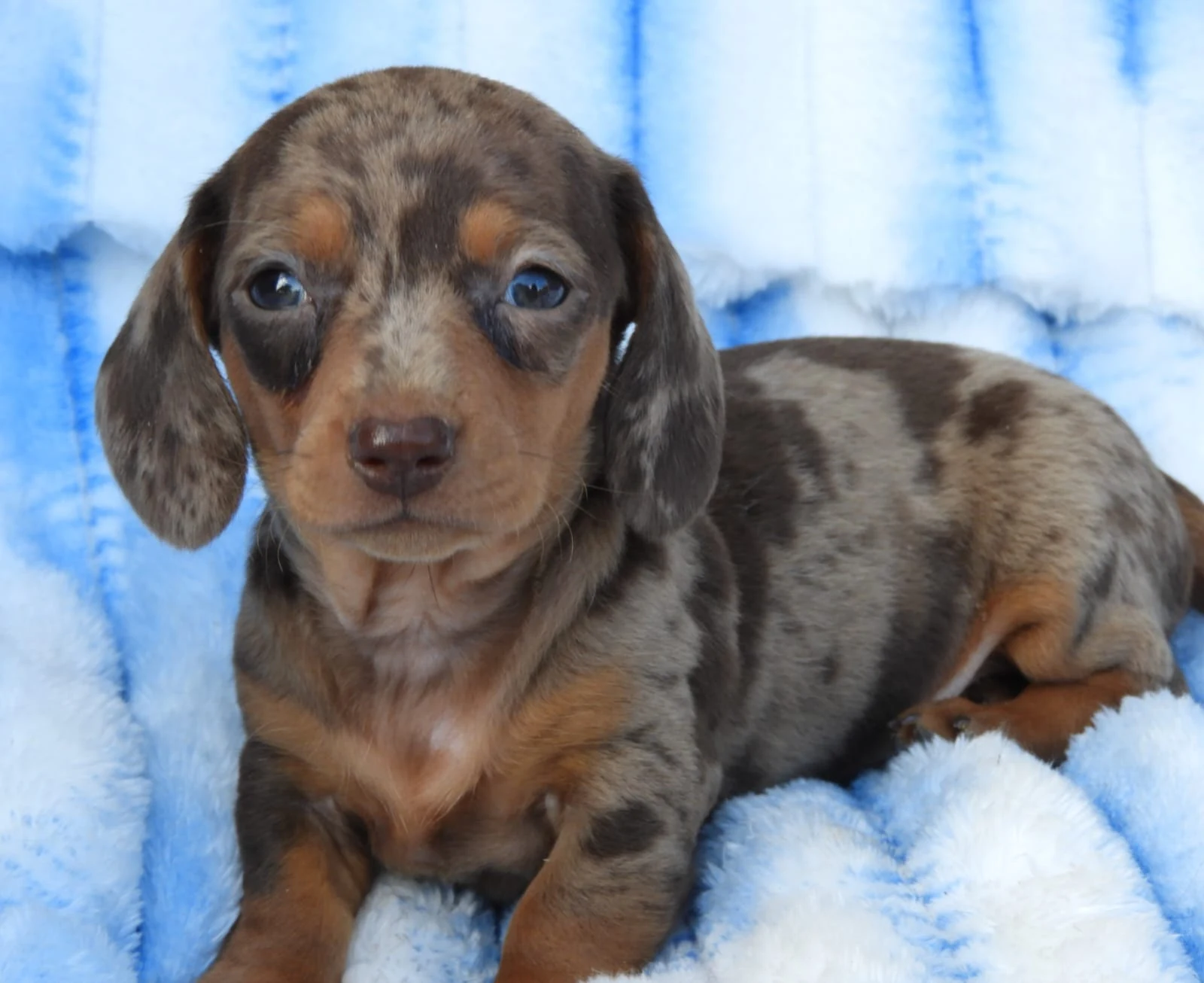 Chocolate Dapple previous puppy
