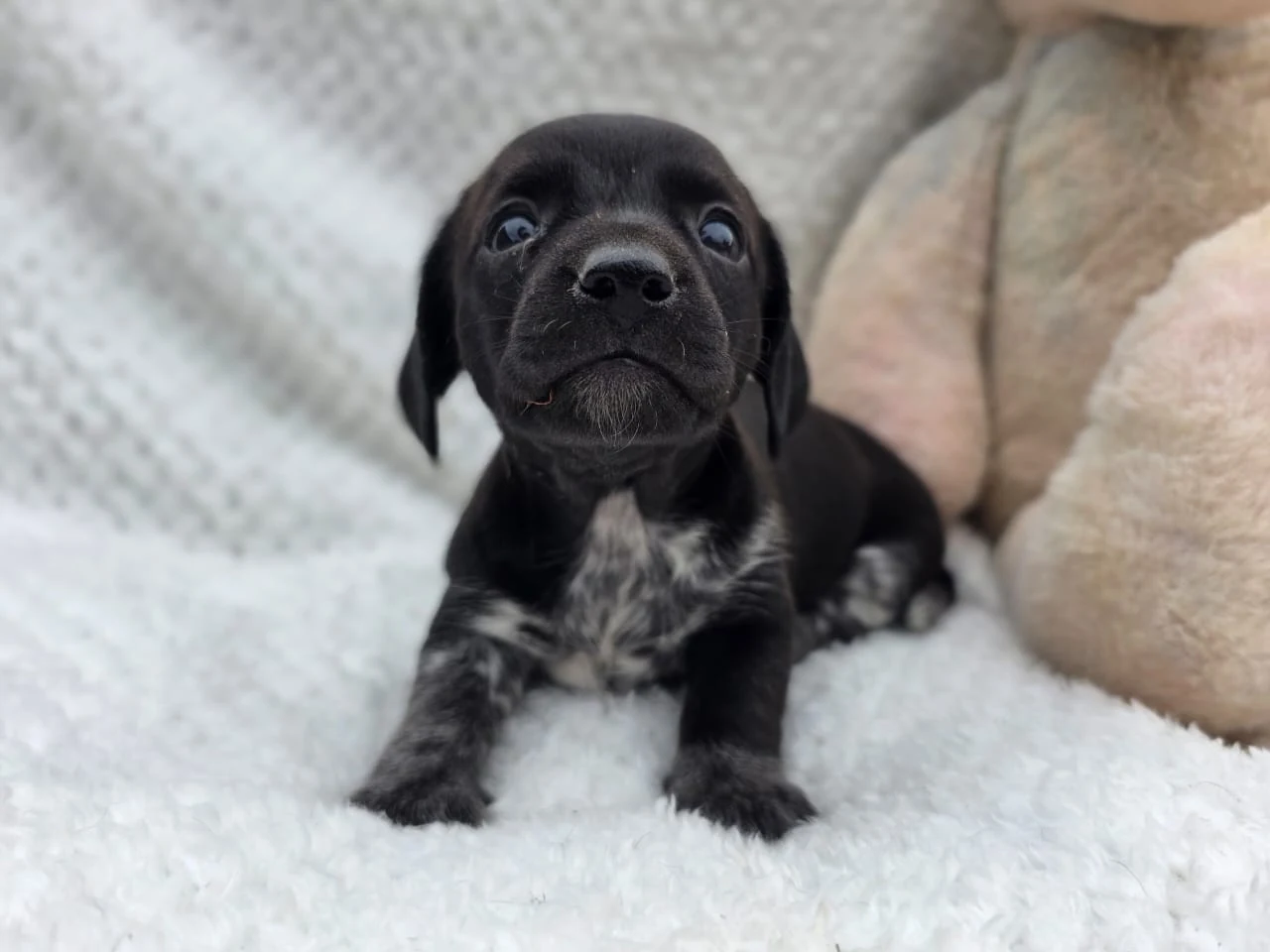 Black Piebald