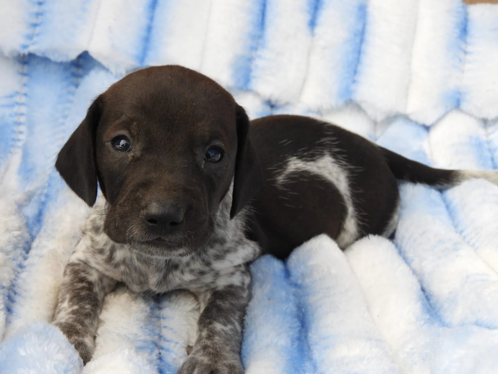 Chocolate Piebald