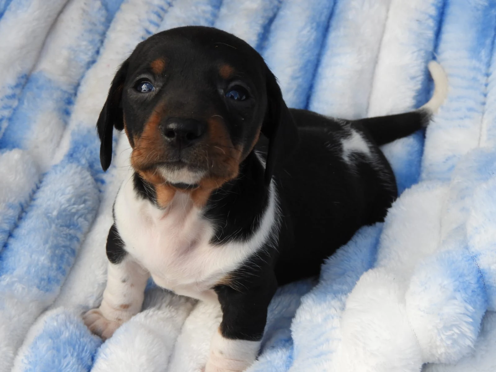 Black & Tan Piebald