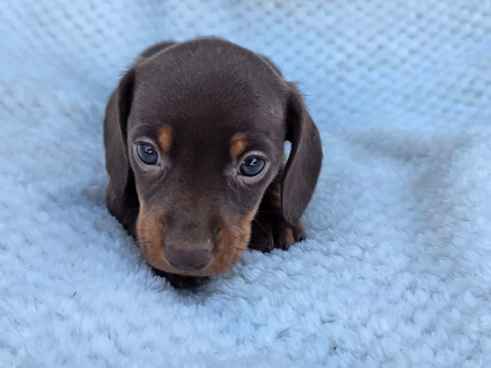 Chocolate & Tan