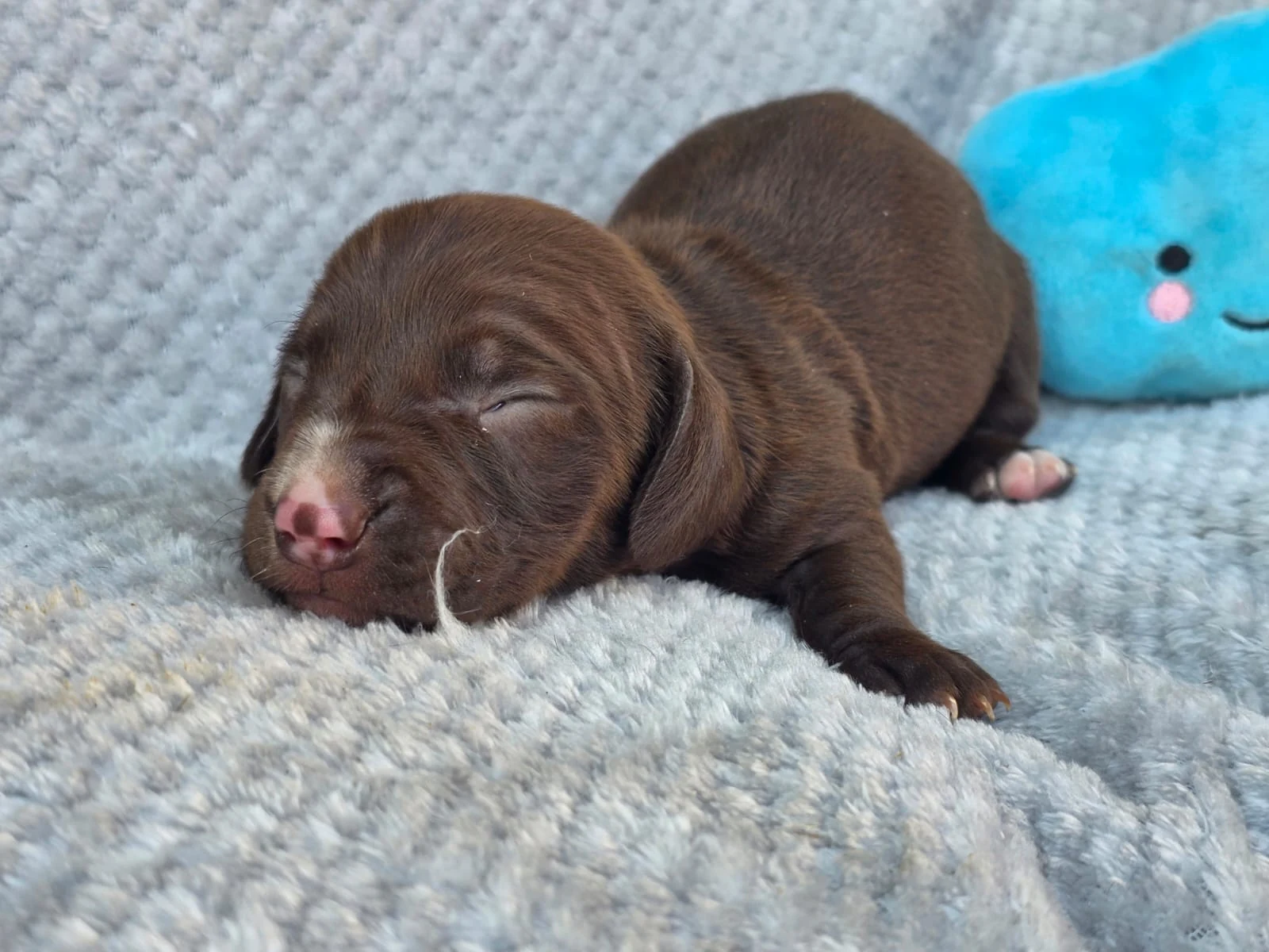Solid Chocolate Piebald Carrier