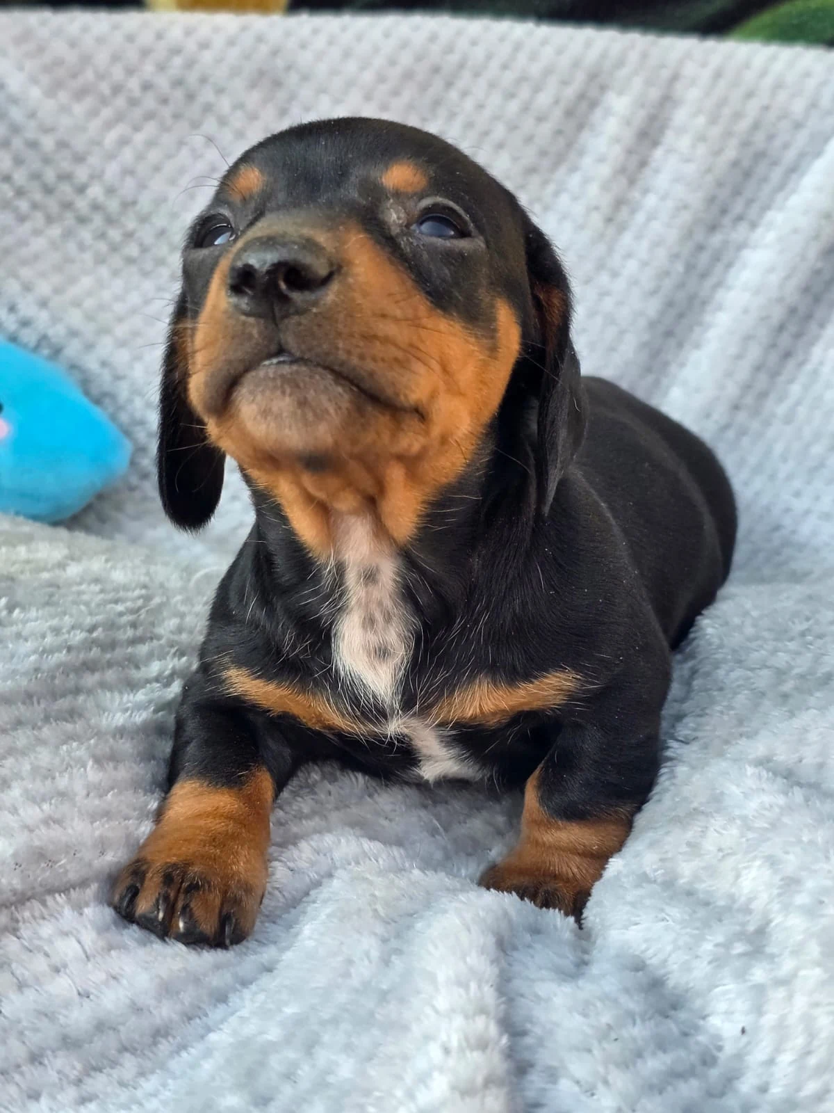 Black & Tan