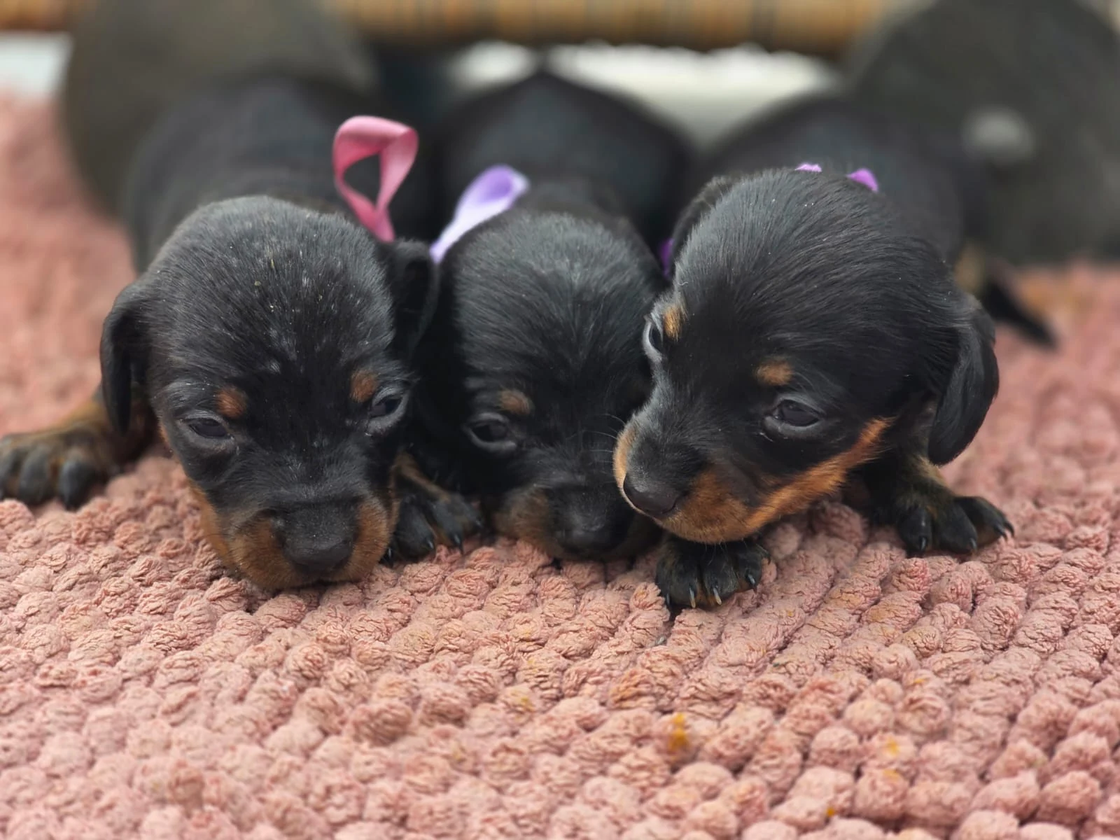 Black & Tan