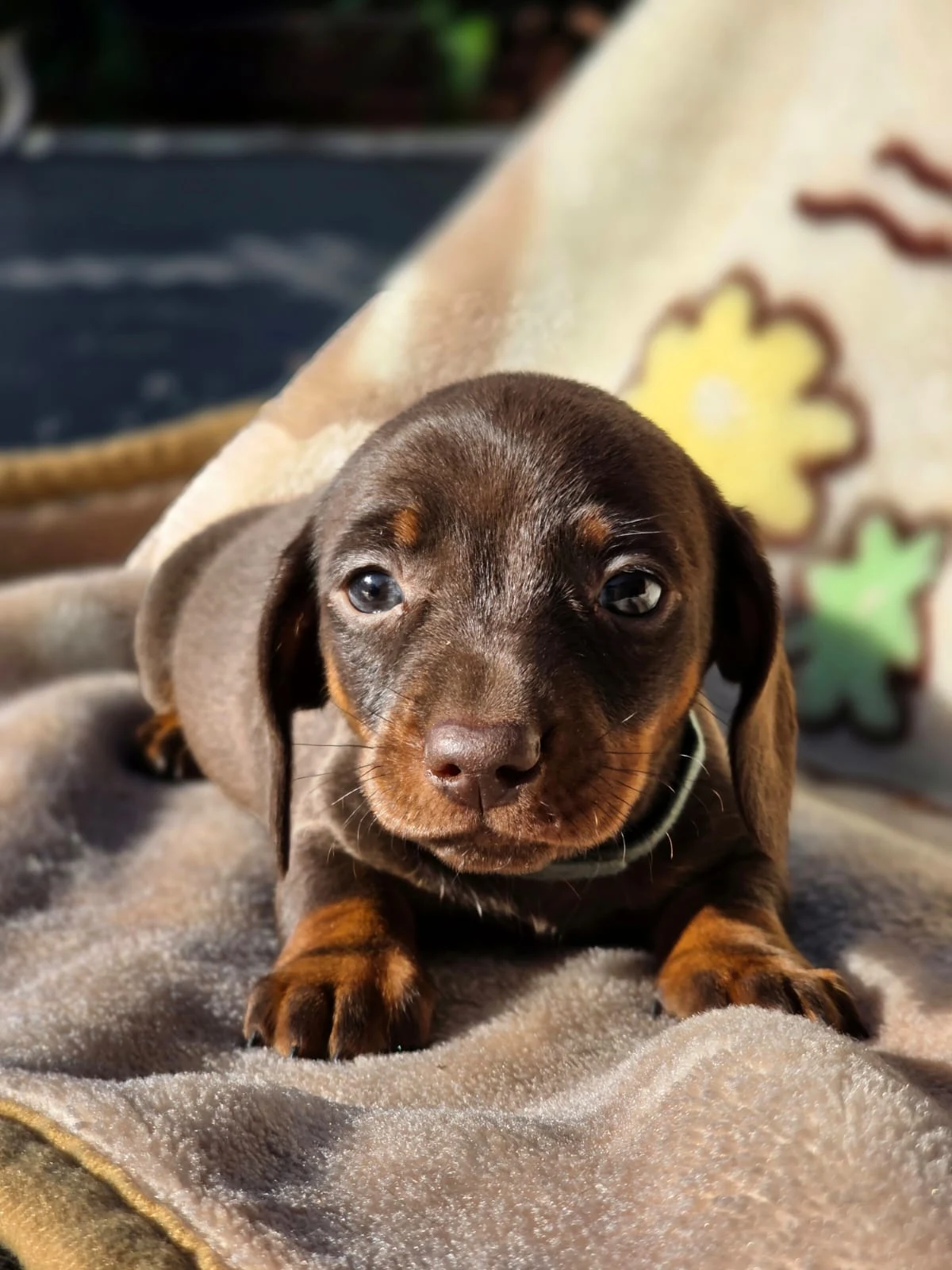 Chocolate & Tan