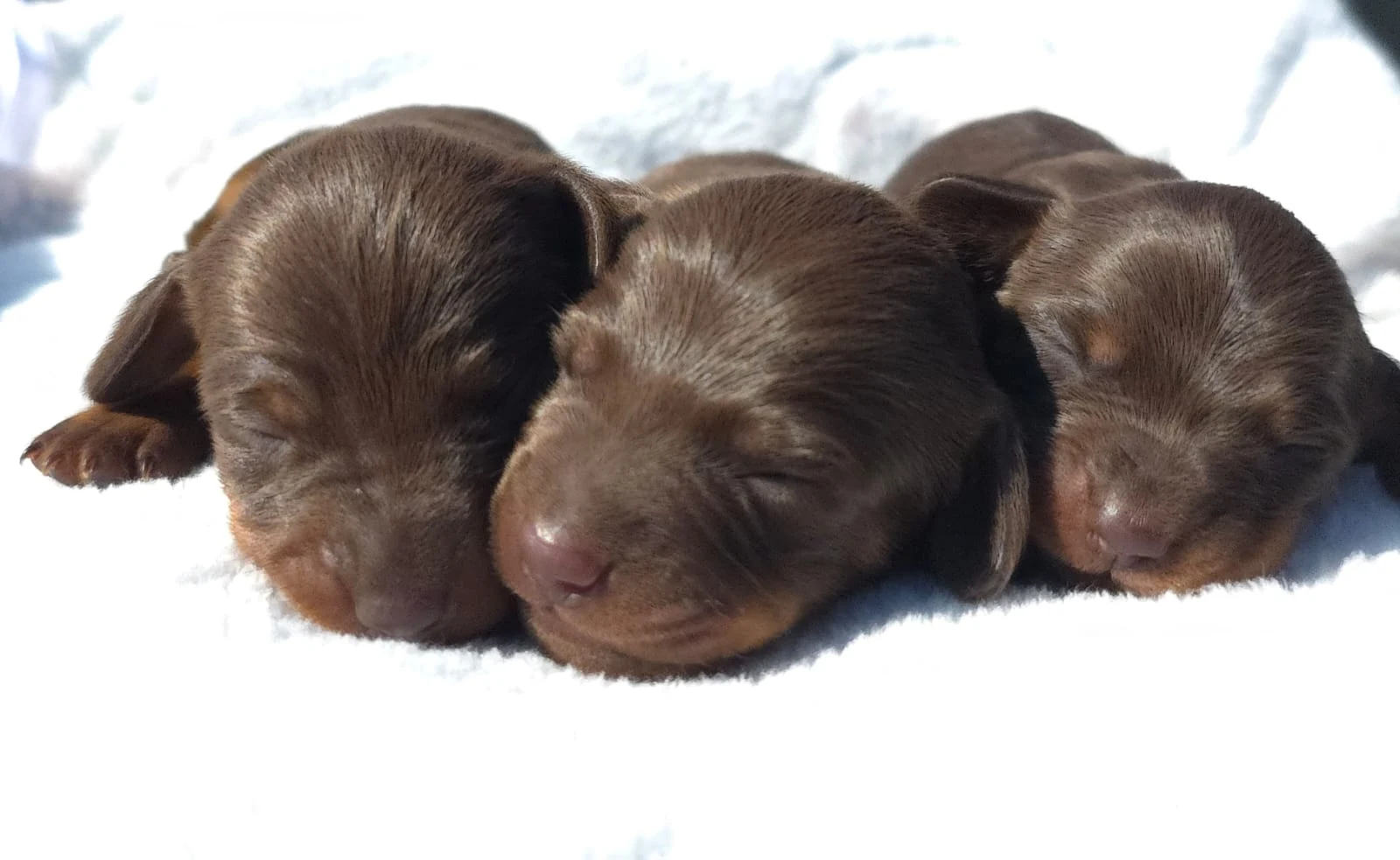 Chocolate Newborn Litter