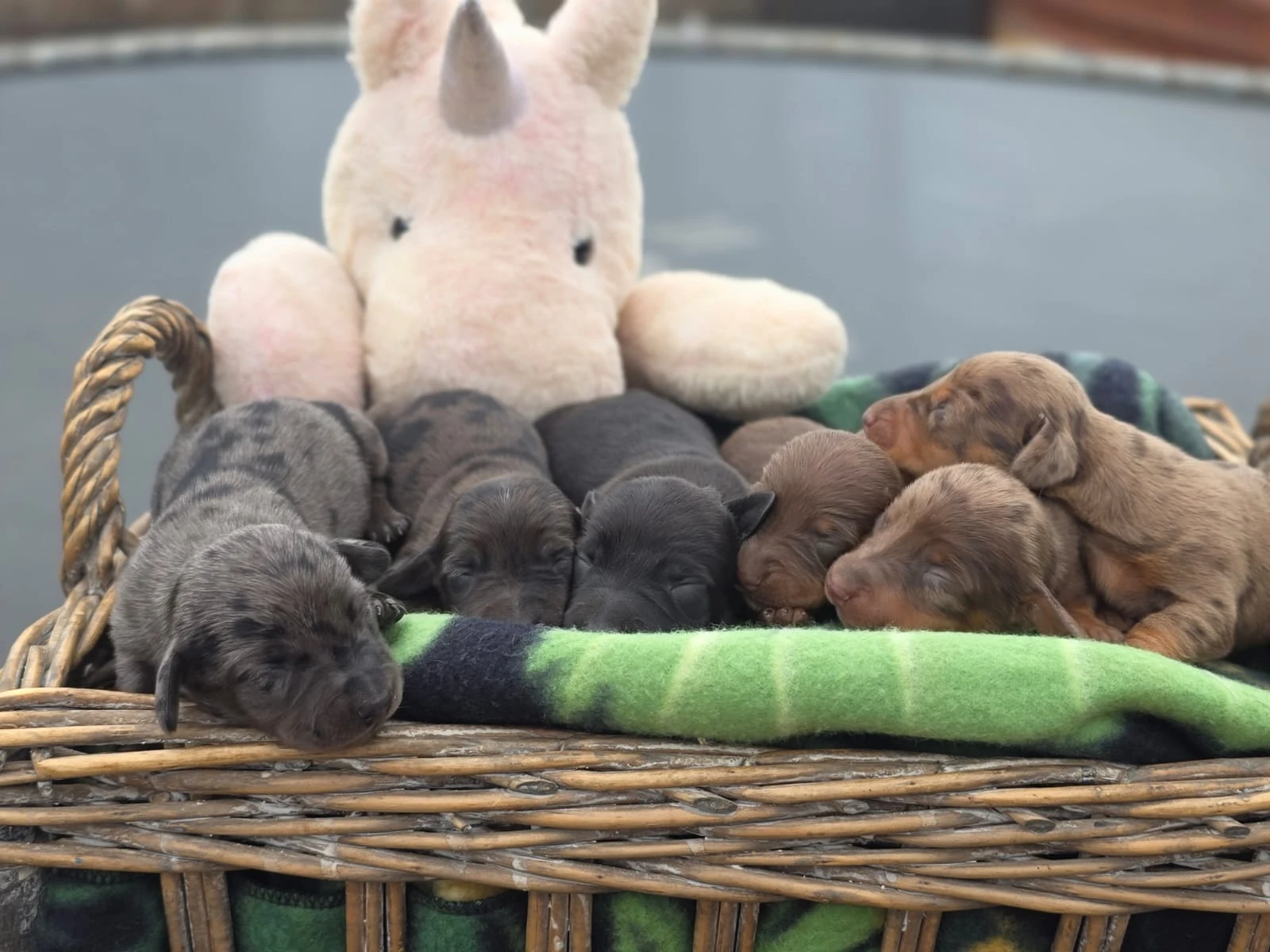 Mixed Litter Memories